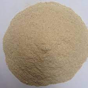 CÁM DỪA TRẮNG