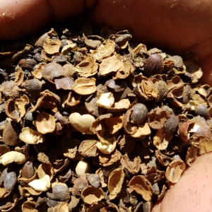 VỎ CÀ PHÊ